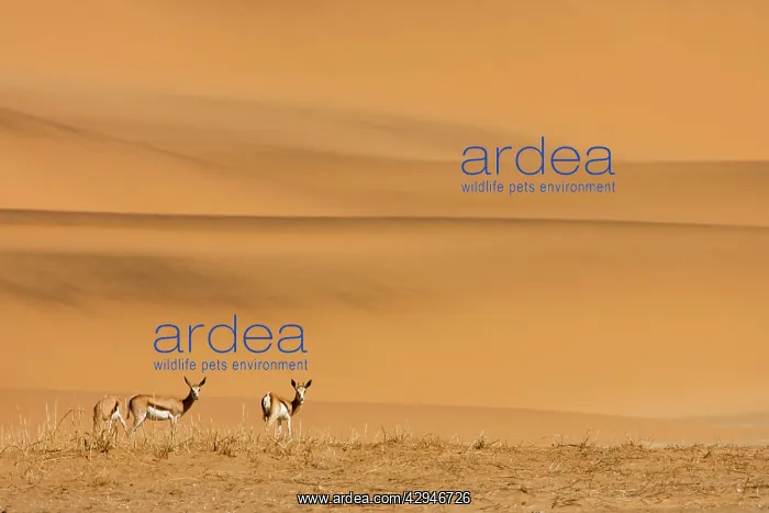 : Springbok - Feeding on sparse dry vegetation on : Springbok - Feeding on sparse dry vegetation on