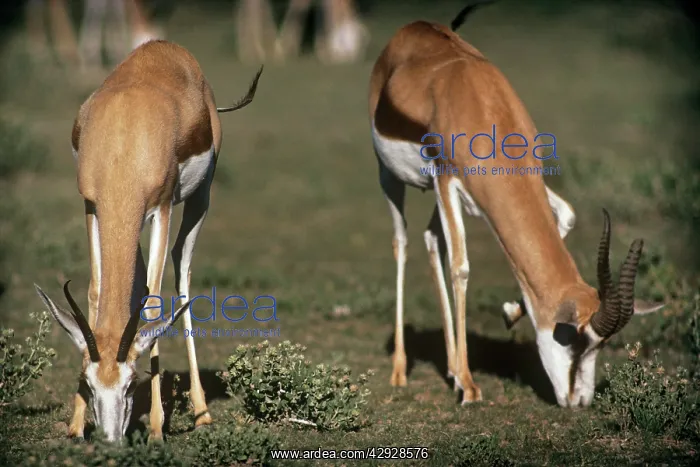 : Springbok - female & male grazing : Springbok - female & male grazing
