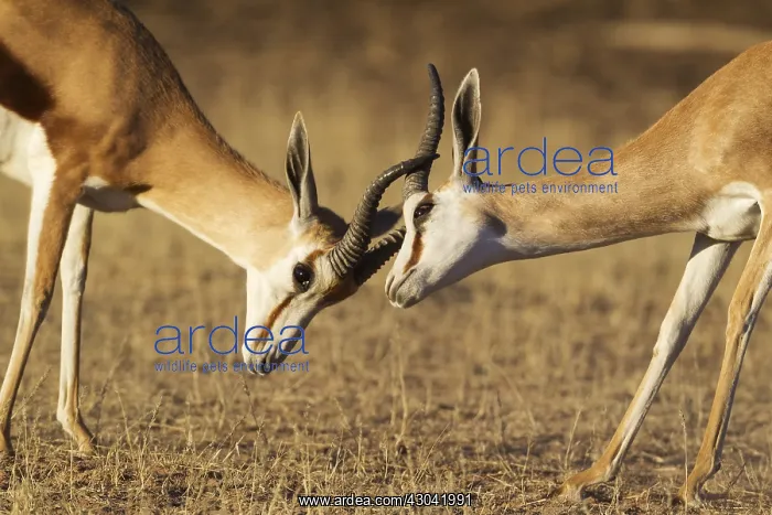 : Springbok - fighting males - Kalahari Desert, Kgalagadi : Springbok - fighting males - Kalahari Desert, Kgalagadi