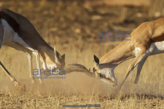 : Springbok - fighting males - Kalahari Desert, Kgalagadi : Springbok - fighting males - Kalahari Desert, Kgalagadi