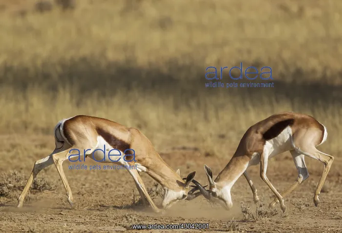 : Springbok - fighting males - Kalahari Desert, Kgalagadi : Springbok - fighting males - Kalahari Desert, Kgalagadi