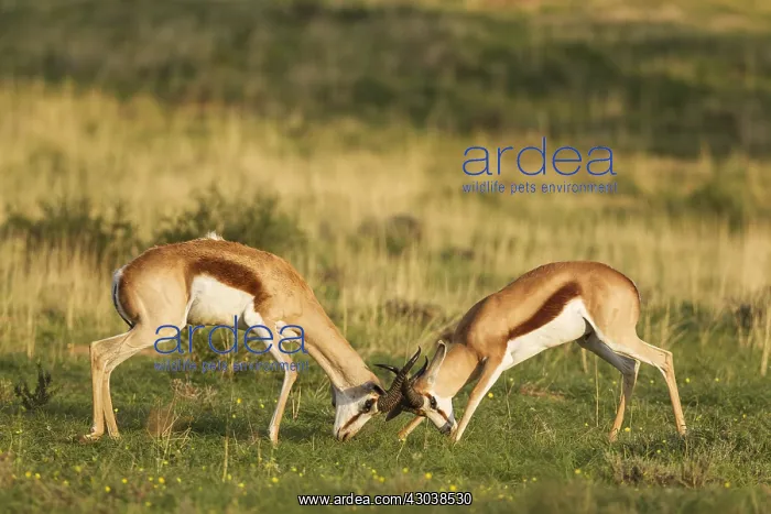 : Springbok - fighting males - during the rainy season : Springbok - fighting males - during the rainy season