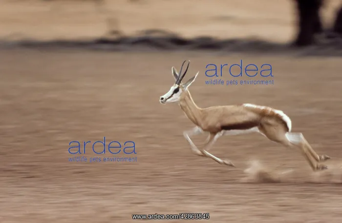: Springbok - frightened up female : Springbok - frightened up female