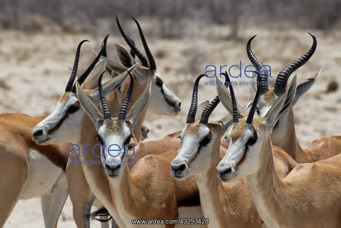 : Springbok are gregarious animals, in the warm hours of the d : Springbok are gregarious animals, in the warm hours of the d