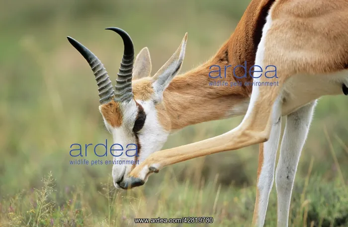 : SPRINGBOK - grooming : SPRINGBOK - grooming