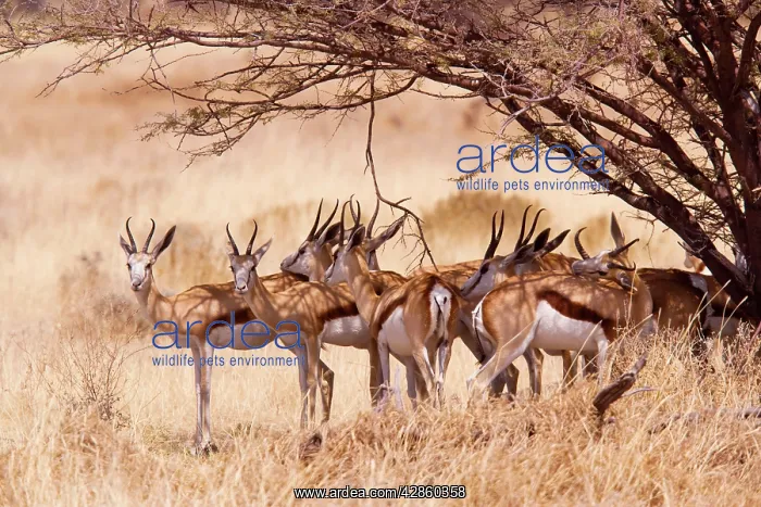 : Springbok - group under tree : Springbok - group under tree