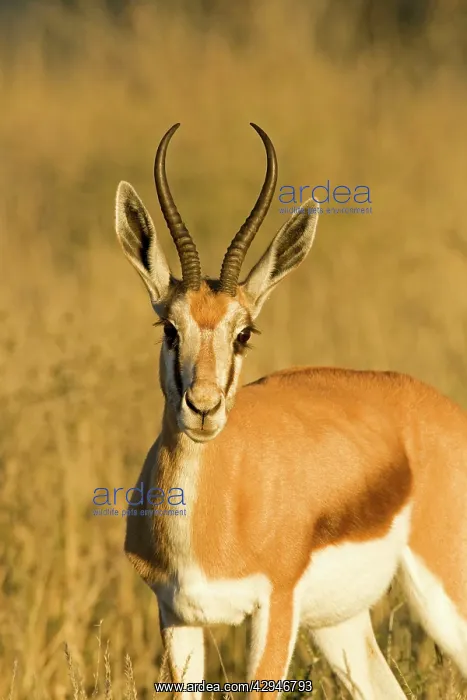 : Springbok - Head and shoulder portrait - early morning : Springbok - Head and shoulder portrait - early morning