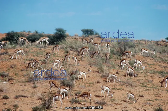 : Springbok - herd : Springbok - herd