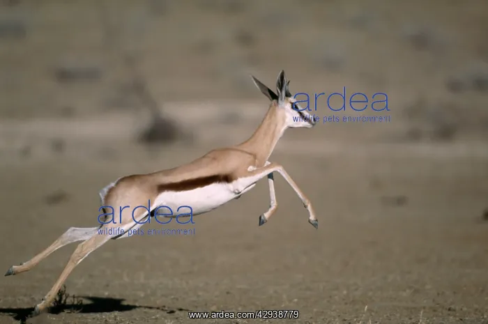 : Springbok - Juvenile running : Springbok - Juvenile running