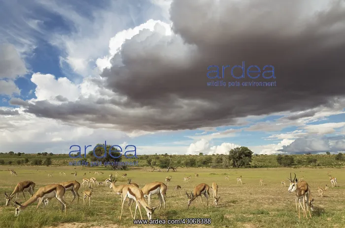 : Springbok - large herd grazing in the Auob riverbed : Springbok - large herd grazing in the Auob riverbed