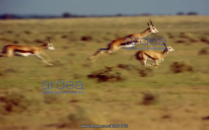 : Springbok - Leaping across a dry plain in the central : Springbok - Leaping across a dry plain in the central