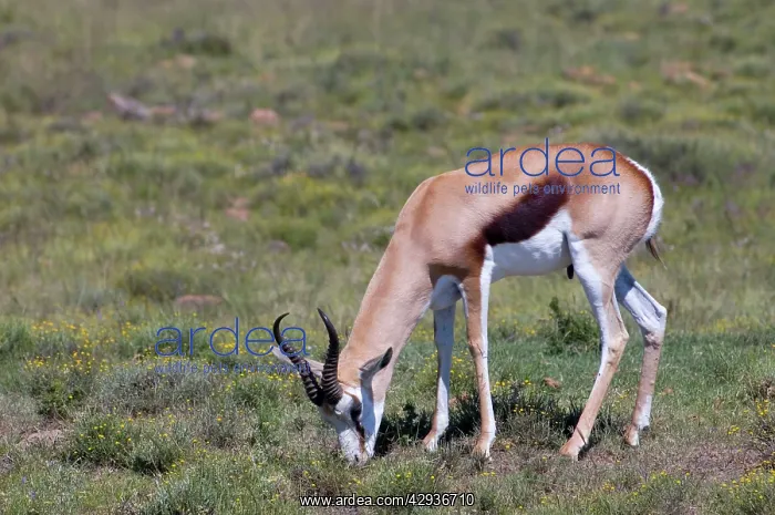 : Springbok - Male grazing : Springbok - Male grazing