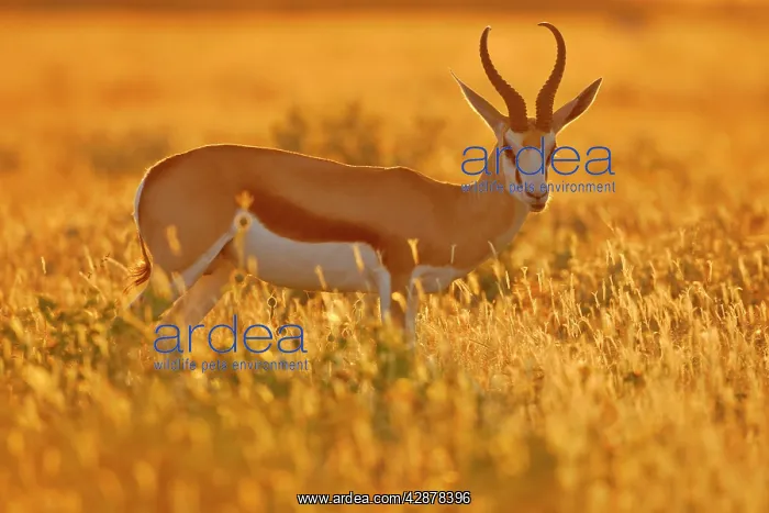 : Springbok - male individual standing in grass savannah : Springbok - male individual standing in grass savannah