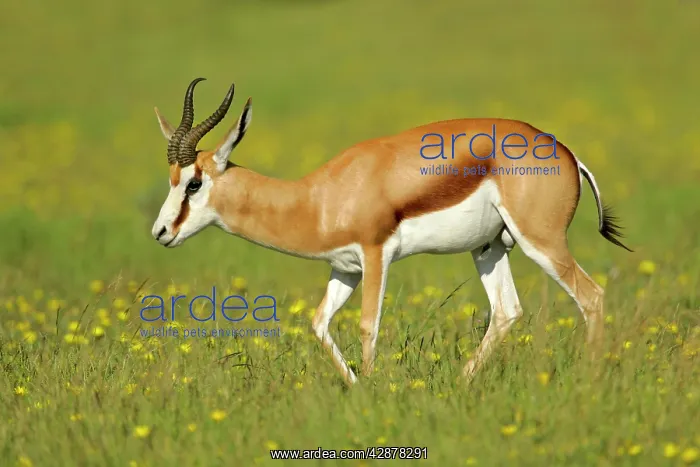 : Springbok - male individual wanders through flowering : Springbok - male individual wanders through flowering