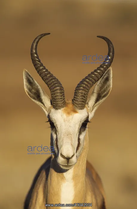 : Springbok - male - Kalahari Desert, Kgalagadi Transfrontier : Springbok - male - Kalahari Desert, Kgalagadi Transfrontier