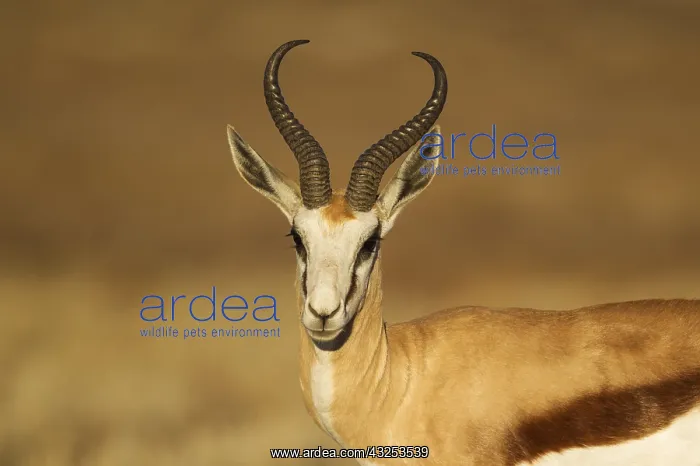 : Springbok - male - Kalahari Desert, Kgalagadi Transfrontier : Springbok - male - Kalahari Desert, Kgalagadi Transfrontier