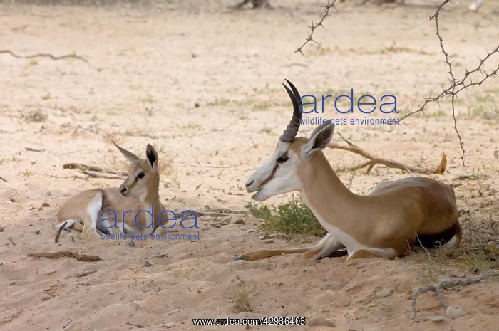  : Springbok - Male resting in shade with lamb