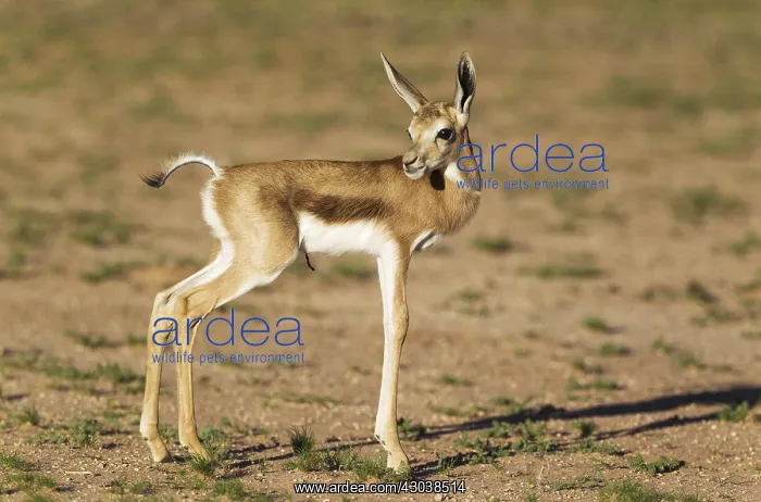 : Springbok - newly born lamb - Kalahari Desert, Kgalagadi : Springbok - newly born lamb - Kalahari Desert, Kgalagadi