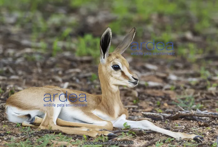 : Springbok - newly born lamb - resting - during the : Springbok - newly born lamb - resting - during the