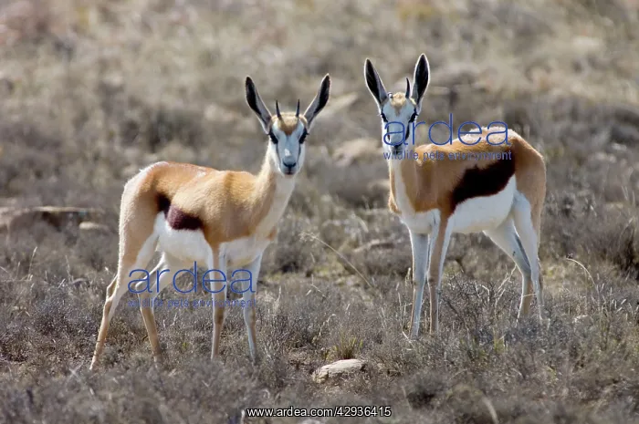 : Springbok - Pair of alert youngsters : Springbok - Pair of alert youngsters