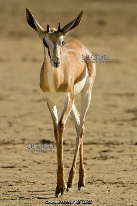 : Springbok - Portrait of youngster walking over : Springbok - Portrait of youngster walking over