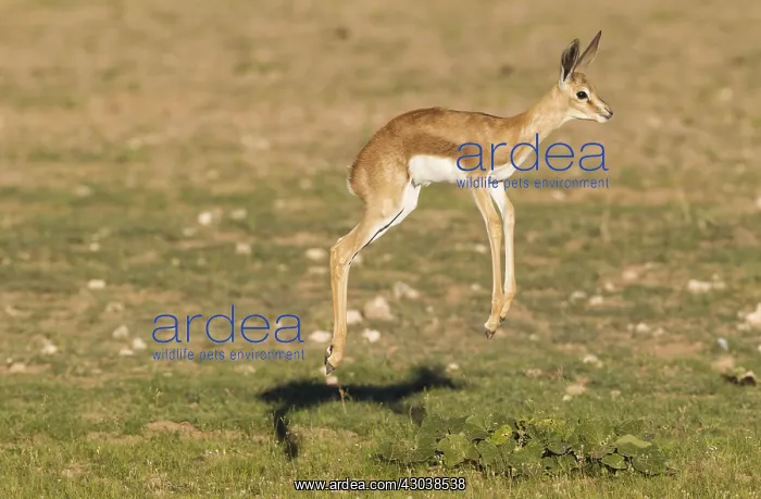 : Springbok - pronking lamb - during the rainy season : Springbok - pronking lamb - during the rainy season