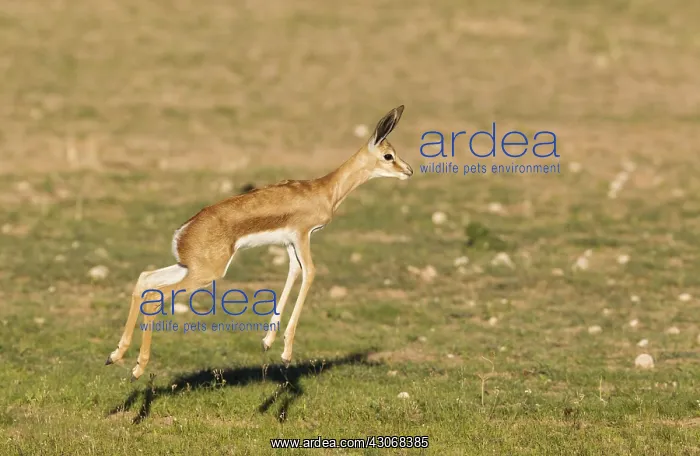  : Springbok - pronking lamb - during the rainy season