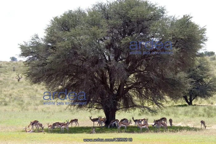 : Springbok resting in shade during heat of day : Springbok resting in shade during heat of day
