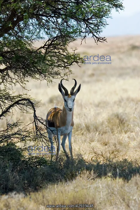 : Springbok - resting in shade at noon : Springbok - resting in shade at noon