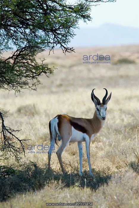 : Springbok - resting in shade at noon : Springbok - resting in shade at noon