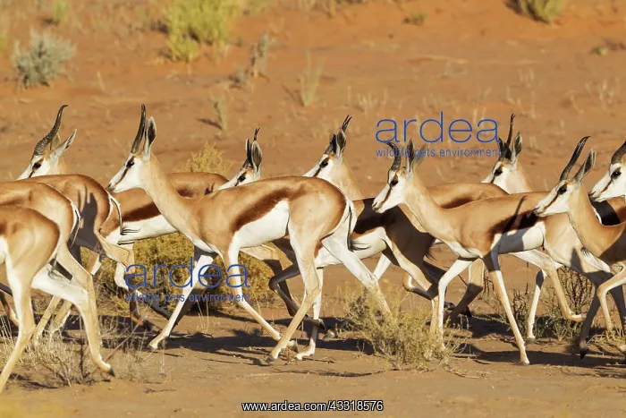 : Springbok. Roaming herd. Kalahari Desert, Kgalagadi : Springbok. Roaming herd. Kalahari Desert, Kgalagadi