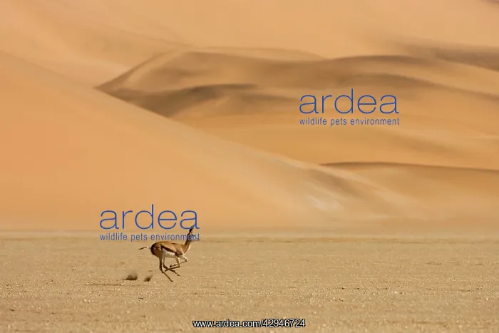 : Springbok - Running accross the gravel plains with : Springbok - Running accross the gravel plains with