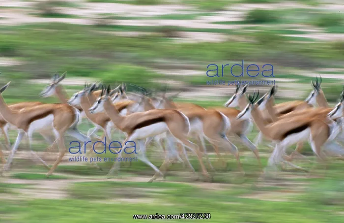 : SPRINGBOK - running herd : SPRINGBOK - running herd