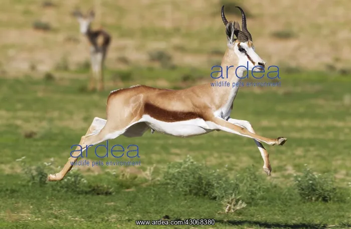 : Springbok - running male - during the rainy season : Springbok - running male - during the rainy season