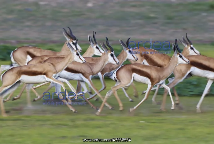 : Springbok - running - during the rainy season in : Springbok - running - during the rainy season in