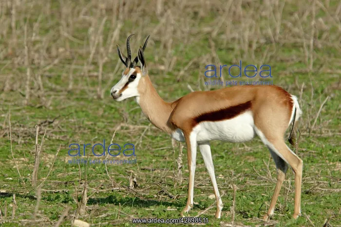 : Springbok - in Safari Park : Springbok - in Safari Park