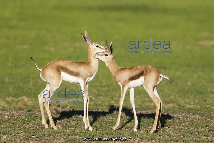  : Springbok - social contact between two newly born