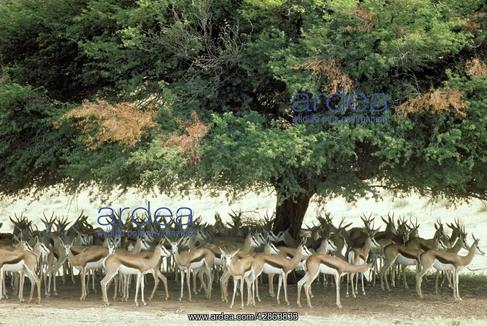 : Springbok - spending the hot midday in the shade : Springbok - spending the hot midday in the shade