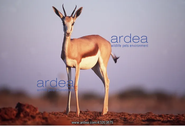 : SPRINGBOK - standing in evening light : SPRINGBOK - standing in evening light