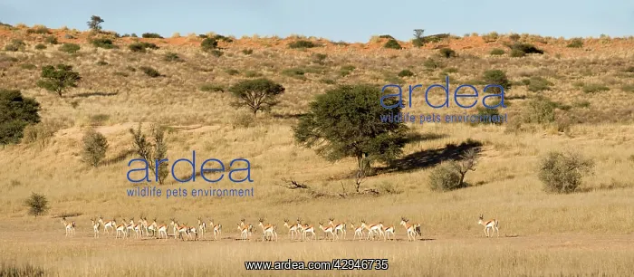 : Springbok - Strung out in a dry river bed at the : Springbok - Strung out in a dry river bed at the