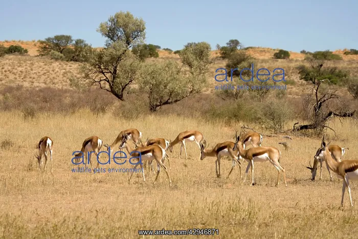 : Springbok - On the move through typical Kalahari environment : Springbok - On the move through typical Kalahari environment