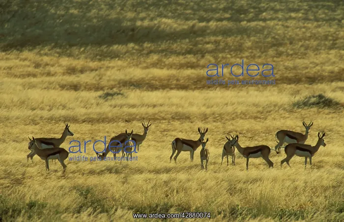: Springbok - In the vast plains south of the Hoanib : Springbok - In the vast plains south of the Hoanib