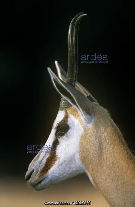 : SPRINGBOK - Side view, close up, female : SPRINGBOK - Side view, close up, female