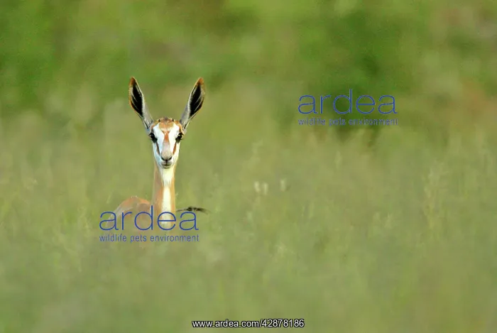 : Springbok - front view of single individual standing : Springbok - front view of single individual standing