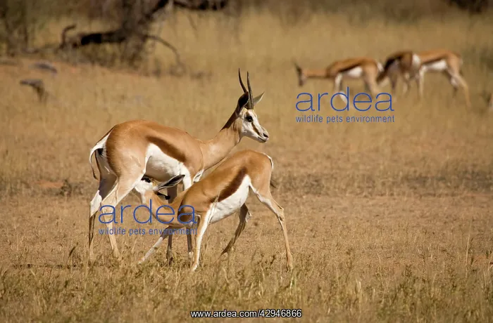 : Springbok - Young being fed by the mother : Springbok - Young being fed by the mother
