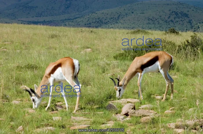 : Springbok - Young males grazing : Springbok - Young males grazing