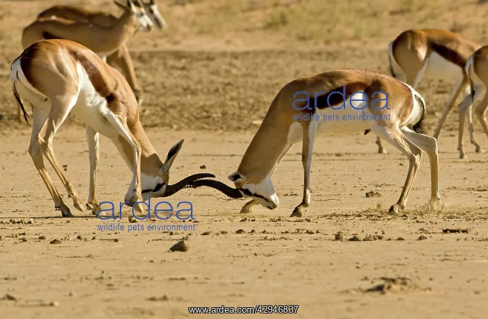: Springbok - Young males locking horns fighting : Springbok - Young males locking horns fighting