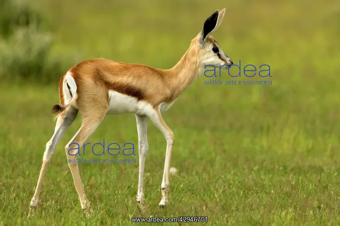 : Springbok - Youngster : Springbok - Youngster