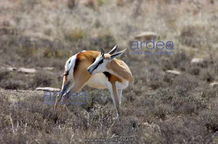 : Springbok - Youngster grooming : Springbok - Youngster grooming