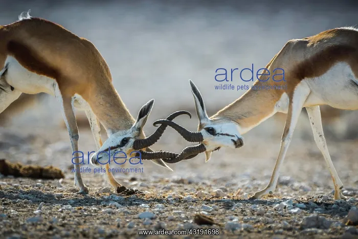  : Springboks (Antidorcas marsupialis), two males fighting